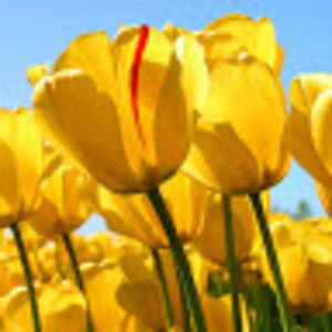 Meet your Posher, Sofia